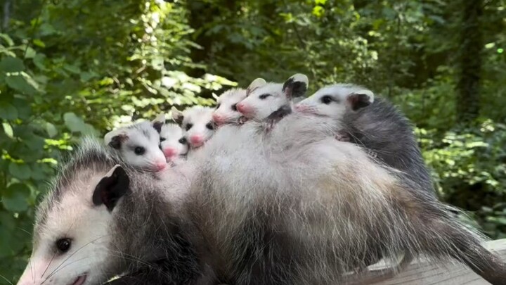 Anjing menemukan induk opossum beserta anak-anaknya