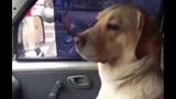Funny Dogs Videos Compilation