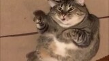 [Funny] Compilation Of Cats' Weird And Funny Records