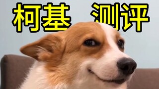 "Sepanjang hidup hanya melakukan plank - Anjing Corgi"