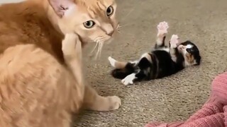 The little cat's first time being a mom—it looks pretty awkward!