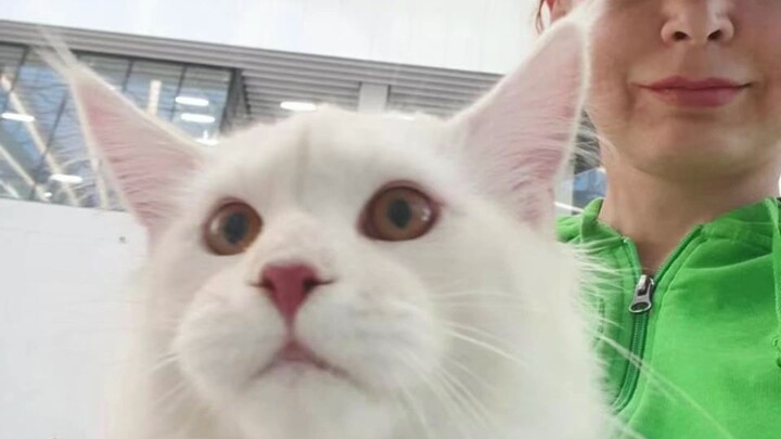 This foreigner cat feels like he is seriously ill.