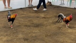 Lalakas 🐓