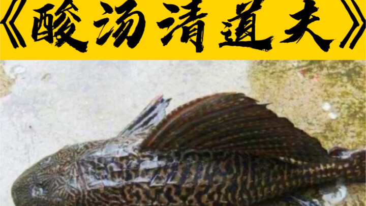Devilish Sour Soup Pleco [Dark Cuisine]