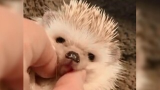 "Mặt và bụng tôi mềm mại lắm, anh... chạm vào đi!"