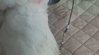Killing things