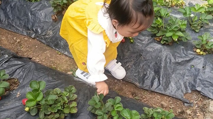 straw picking with baby ash