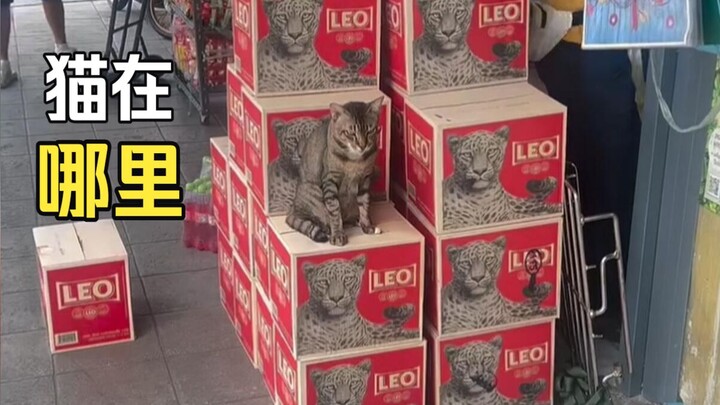 Animals That Perfectly Blend Into Their Environment!