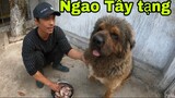 Chó Ngao Tây Tạng Loài Chó Chỉ Chung Thành 1 Chủ Duy Nhất . Thuần Phục Loài Chó Ngao Tây Tạng