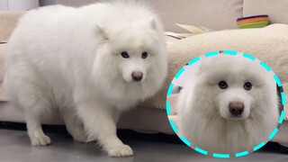 Puppy's mouth always gets itchy those few days in a month!