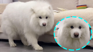 [Thú cưng/Samoyed] Rác này của ai? Tui không biết gì hết á!!!