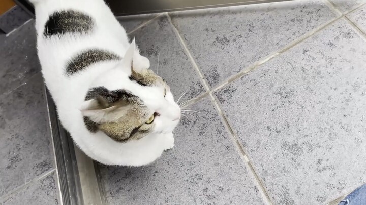 Chú mèo con sợ hãi trước sức gió khủng khiếp của cơn bão lớn