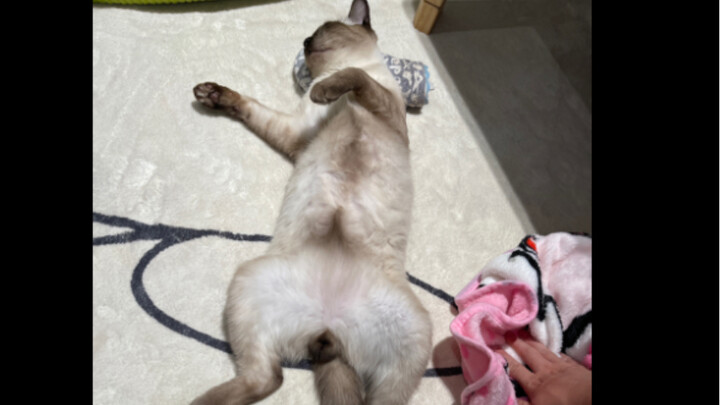 How blissful is a cat with an ondol table?