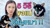 5 วิธีขอแม่เลี้ยงหมา !! ลูกหมาถูกทิ้ง..ชิบะน้อยสุดน่ารัก Shiba Inu - DING DONG DAD