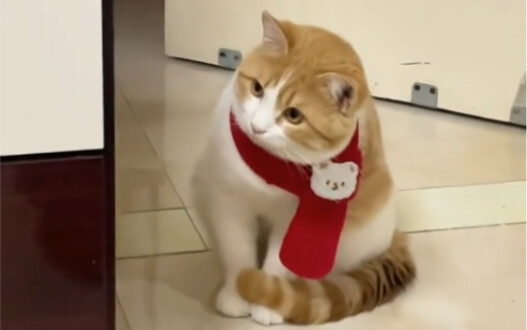 When my cat wakes up, it finds a strange dog in the living room...