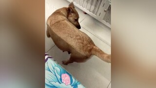 Con gái nhà tui đau đẻ 🤣hocvienthucung poppy chó_cưng mydog mypet