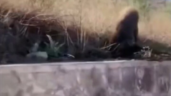 This “wolf” is seriously scary!