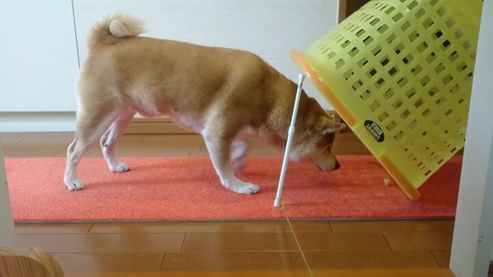 On How to Catch a Shiba Inu