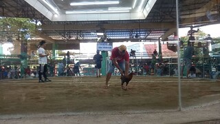 W in 1st fight 6cock Derby Salpukan edition 2023