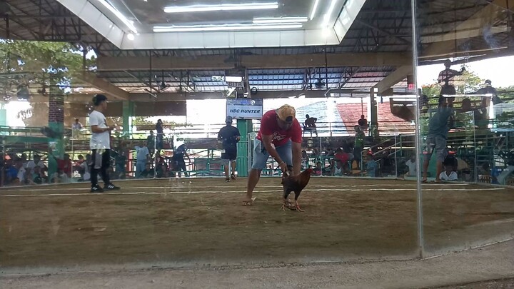 W in 1st fight 6cock Derby Salpukan edition 2023