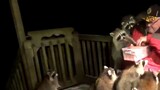 An 80-year-old man fed a raccoon a sausage, but the raccoons formed a group to beg for food the next