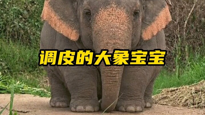Chú voi con chắc chắn là loài động vật nghịch ngợm nhất khi còn nhỏ!