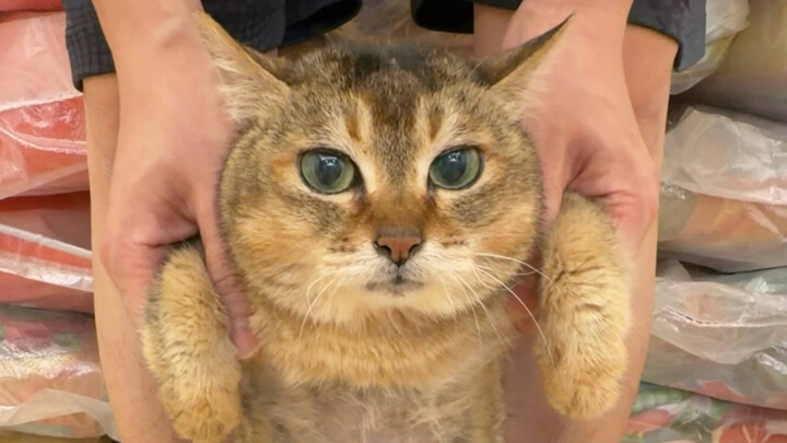 What? Sister Mei’s cat hair can be exchanged for US dollars?