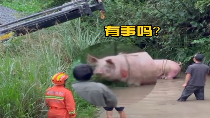 看到这场面，消防员笑到肚子疼！哈哈哈哈
