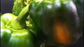 Watch the life of a pepper in one minute