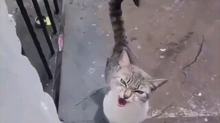 Hidup tidak bisa tanpa kucing kecil