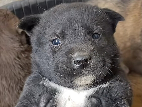 Đại Hoàng: Cuộc sống à, tất cả đều vì cuộc sống mà thôi～