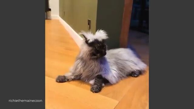 You Can’t Stop Laughing At These Cats 😂 TOP Funny Cats Video 2026