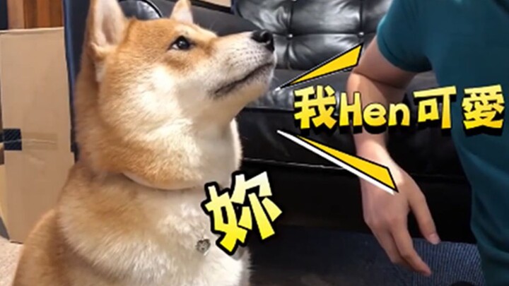A self-absorbed and irritable Shiba Inu only likes to hear praise and can’t stand it when her owner 