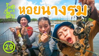 เก็บหอยนางรม แต่เรือจะล่ม - วัตถุดิบ EP29