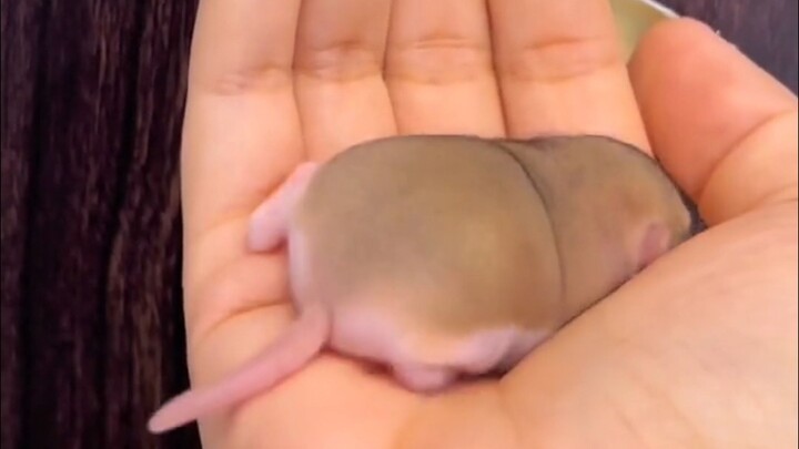 Super cute macaroni mouse!