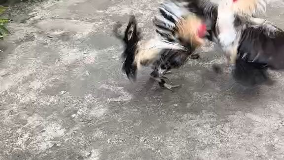 father & sun fighting style