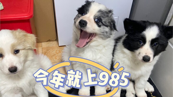 ลูกสุนัขเบลช์และซาโมยด์เพิ่งครบสองเดือน ไอคิวสูงขนาดนี้เลยเหรอ?