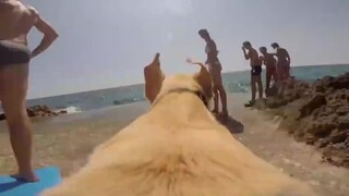 在狗子身上装上Gopro，第一视角让你体验，什么叫做"真·撒手没"