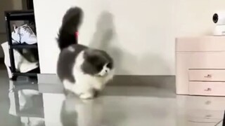 Meow: Scared me to death