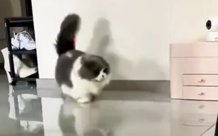 Meow: Làm tôi sợ chết khiếp