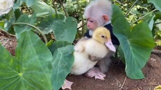ลิงเล่นกับเป็ดน่ารัก #น่ารัก #สัตว์