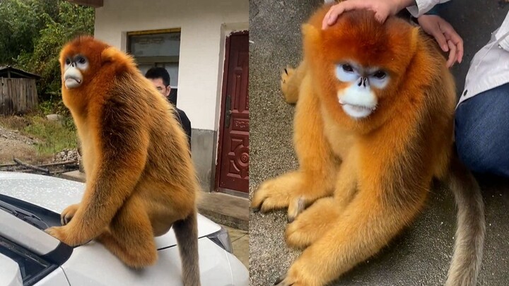 ลิงกังทองเผลอทำชั้นวางสัมภาระพัง หน้าตูมเต็มไปด้วยความน้อยใจ ผู้คนรอบข้างเอามือลูบหัวปลอบว่า “ไม่ต้อ