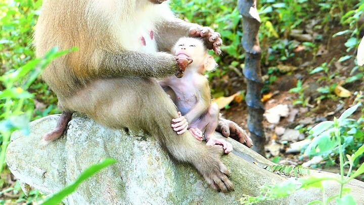 Cute Rockstar Baby Looking At Her Mother Rozy With Full Interest