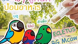 รีวิวนกแก้ว: วิธีป้อนอาหารนกแก้วอิเล็คตัส(Eclectus)+บลูโกลมาคอว์ (BG MACAW) EP.32
