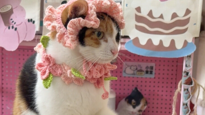 If you don’t do it, there are plenty of cats who will.