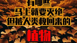 有哪些马上就要灭绝但被人类救回来的植物？