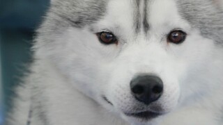Adult male Husky from the champion group