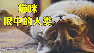 在猫咪眼中人类是什么？人类的这些行为又是什么意思呢？