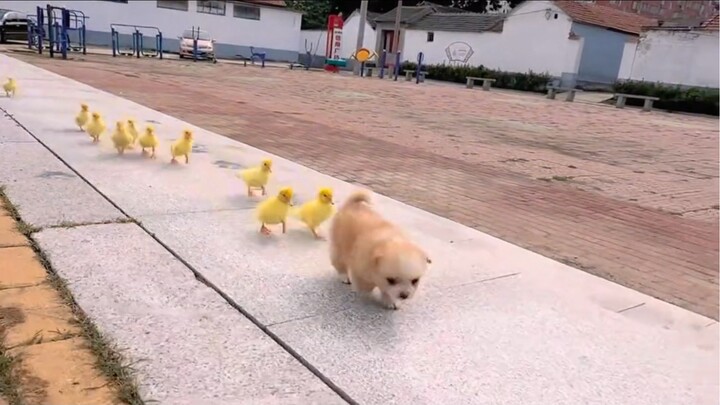 The Puppy and Its Little Duck Friend