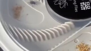 苍蝇：这不是神的赏赐吗